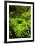 Lush tropical greenery in Hawaii Volcanoes National Park, Big Island, Hawaii-Jerry Ginsberg-Framed Photographic Print