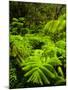 Lush tropical greenery in Hawaii Volcanoes National Park, Big Island, Hawaii-Jerry Ginsberg-Mounted Photographic Print