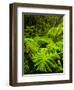 Lush tropical greenery in Hawaii Volcanoes National Park, Big Island, Hawaii-Jerry Ginsberg-Framed Photographic Print