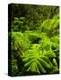 Lush tropical greenery in Hawaii Volcanoes National Park, Big Island, Hawaii-Jerry Ginsberg-Stretched Canvas