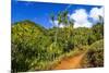 Lush vegetation along the Kalalau Trail on the Na Pali Coast, Island of Kauai, Hawaii, USA-Russ Bishop-Mounted Premium Photographic Print