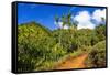 Lush vegetation along the Kalalau Trail on the Na Pali Coast, Island of Kauai, Hawaii, USA-Russ Bishop-Framed Stretched Canvas