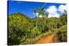 Lush vegetation along the Kalalau Trail on the Na Pali Coast, Island of Kauai, Hawaii, USA-Russ Bishop-Stretched Canvas