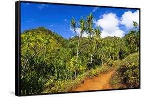 Lush vegetation along the Kalalau Trail on the Na Pali Coast, Island of Kauai, Hawaii, USA-Russ Bishop-Framed Stretched Canvas