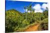 Lush vegetation along the Kalalau Trail on the Na Pali Coast, Island of Kauai, Hawaii, USA-Russ Bishop-Stretched Canvas