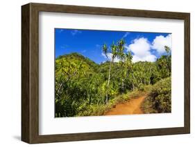 Lush vegetation along the Kalalau Trail on the Na Pali Coast, Island of Kauai, Hawaii, USA-Russ Bishop-Framed Photographic Print