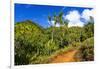 Lush vegetation along the Kalalau Trail on the Na Pali Coast, Island of Kauai, Hawaii, USA-Russ Bishop-Framed Photographic Print