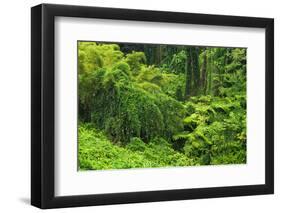 Lush vegetation at Akaka Falls State Park, Hamakua Coast, Big Island, Hawaii, USA-Russ Bishop-Framed Photographic Print