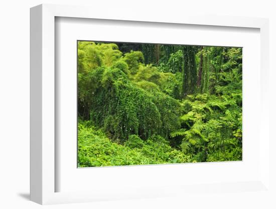 Lush vegetation at Akaka Falls State Park, Hamakua Coast, Big Island, Hawaii, USA-Russ Bishop-Framed Photographic Print