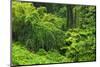 Lush vegetation at Akaka Falls State Park, Hamakua Coast, Big Island, Hawaii, USA-Russ Bishop-Mounted Photographic Print