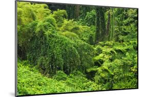 Lush vegetation at Akaka Falls State Park, Hamakua Coast, Big Island, Hawaii, USA-Russ Bishop-Mounted Photographic Print