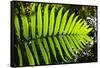 Lush Vegetation of Forest Floor at the Los Angeles Cloud Forest Reserve-null-Framed Stretched Canvas