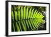 Lush Vegetation of Forest Floor at the Los Angeles Cloud Forest Reserve-null-Framed Photographic Print