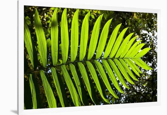 Lush Vegetation of Forest Floor at the Los Angeles Cloud Forest Reserve-null-Framed Photographic Print