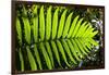 Lush Vegetation of Forest Floor at the Los Angeles Cloud Forest Reserve-null-Framed Photographic Print