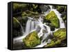 Lush Waterfall, Olympic National Park, Washington, USA-Tom Norring-Framed Stretched Canvas