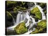 Lush Waterfall, Olympic National Park, Washington, USA-Tom Norring-Stretched Canvas