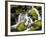 Lush Waterfall, Olympic National Park, Washington, USA-Tom Norring-Framed Photographic Print