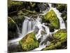 Lush Waterfall, Olympic National Park, Washington, USA-Tom Norring-Mounted Photographic Print