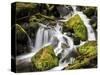 Lush Waterfall, Olympic National Park, Washington, USA-Tom Norring-Stretched Canvas