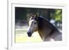 Lusitano 001-Bob Langrish-Framed Photographic Print