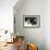 Lusitano 001-Bob Langrish-Framed Photographic Print displayed on a wall
