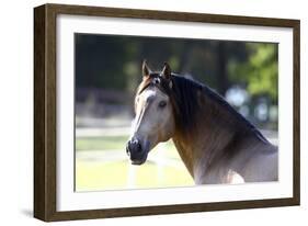 Lusitano 001-Bob Langrish-Framed Photographic Print