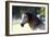 Lusitano 001-Bob Langrish-Framed Photographic Print