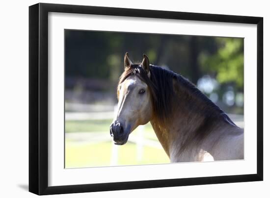 Lusitano 001-Bob Langrish-Framed Photographic Print