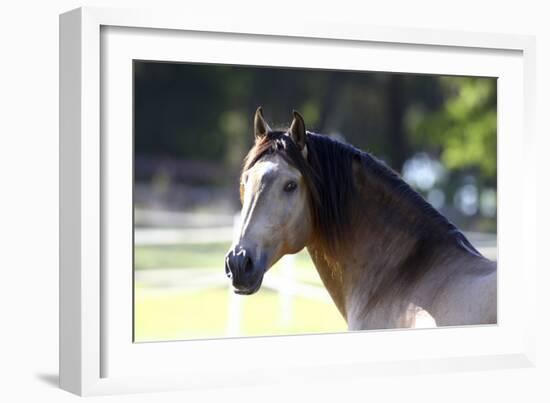 Lusitano 001-Bob Langrish-Framed Photographic Print