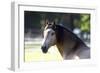 Lusitano 001-Bob Langrish-Framed Photographic Print