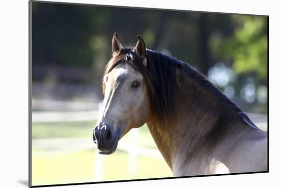 Lusitano 001-Bob Langrish-Mounted Photographic Print