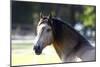 Lusitano 001-Bob Langrish-Mounted Photographic Print