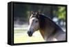 Lusitano 001-Bob Langrish-Framed Stretched Canvas