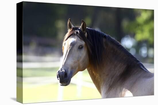 Lusitano 001-Bob Langrish-Stretched Canvas