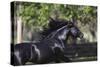 Lusitano 004-Bob Langrish-Stretched Canvas