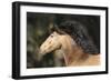 Lusitano 007-Bob Langrish-Framed Photographic Print