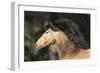 Lusitano 007-Bob Langrish-Framed Photographic Print