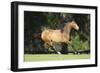 Lusitano 008-Bob Langrish-Framed Photographic Print