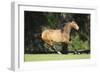 Lusitano 008-Bob Langrish-Framed Photographic Print