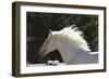 Lusitano 009-Bob Langrish-Framed Photographic Print