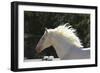 Lusitano 009-Bob Langrish-Framed Photographic Print