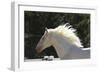 Lusitano 009-Bob Langrish-Framed Photographic Print