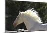 Lusitano 009-Bob Langrish-Mounted Photographic Print