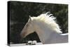 Lusitano 009-Bob Langrish-Stretched Canvas