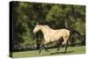 Lusitano 011-Bob Langrish-Stretched Canvas