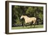 Lusitano 011-Bob Langrish-Framed Photographic Print