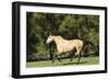 Lusitano 011-Bob Langrish-Framed Photographic Print