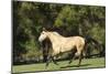 Lusitano 011-Bob Langrish-Mounted Photographic Print