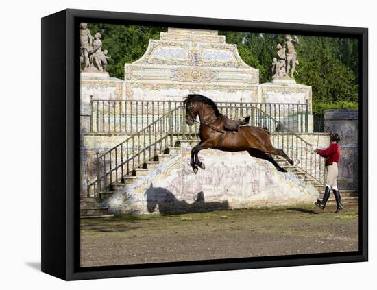 Lusitano Horse, Man Training Stallion In Dressage Steps, The High Leap-Carol Walker-Framed Stretched Canvas